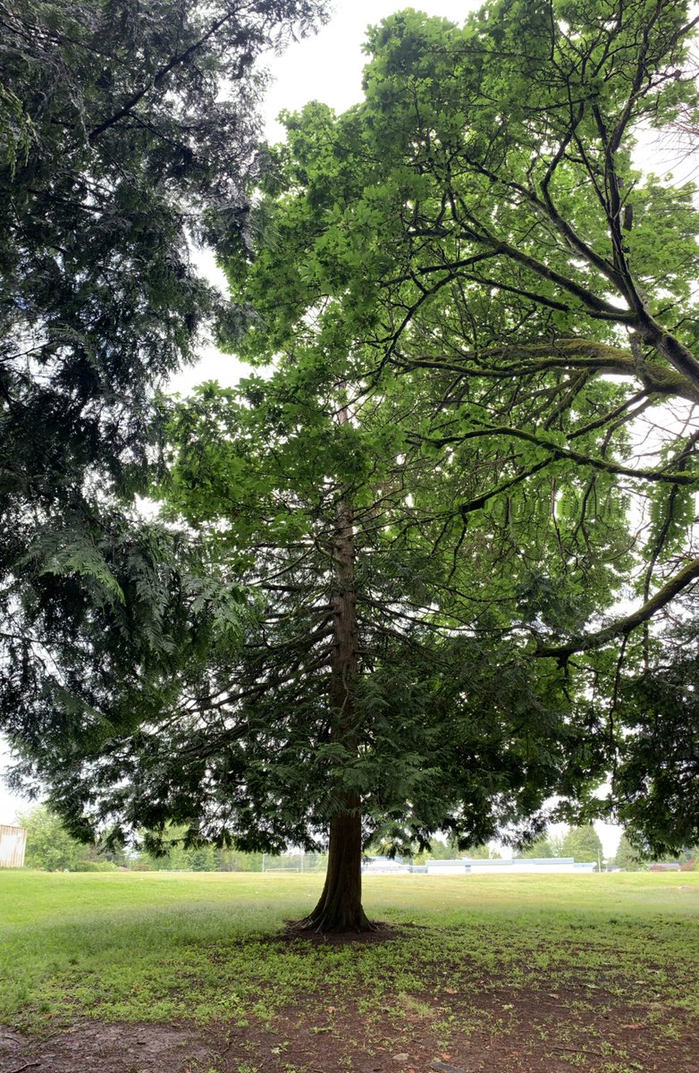 ElpinikiMckave's tweet photo. After we were all feasted upon by mosquitoes in our #findingcedar field trip this morning @hill_pebble, we had the honour to hear more stories shared from the amazing students!

@clairedaoust 
@MsClaireOutside 
@deltasd37 https://t.co/HvMdygsVUz