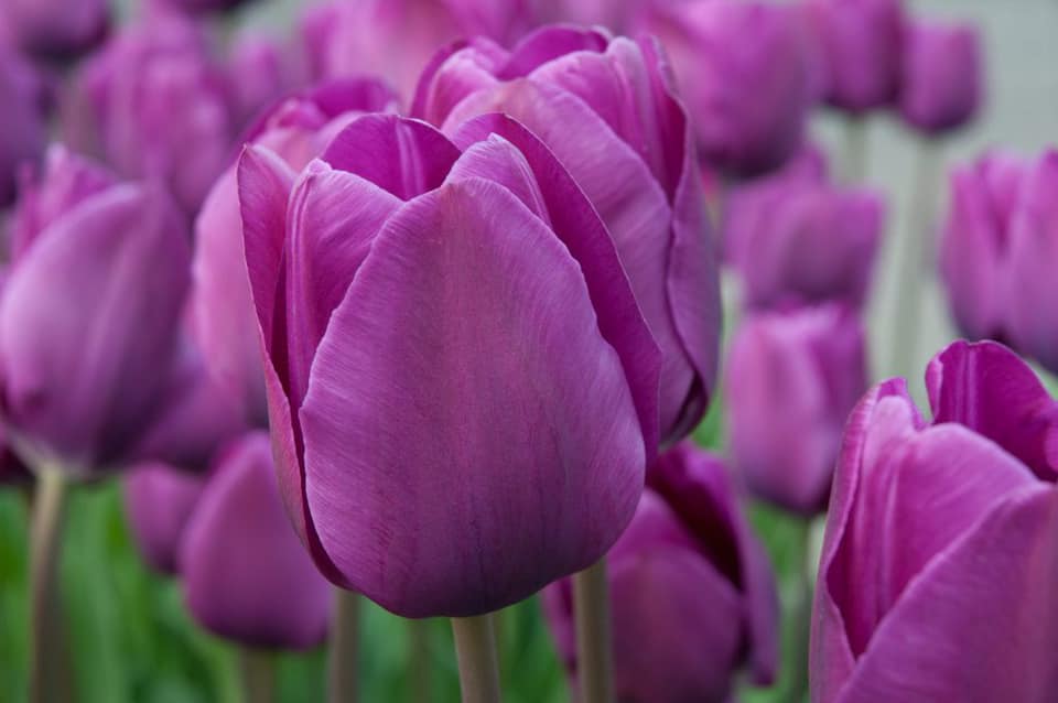TulipMuseum's tweet photo. Negrita has deep purple blooms with a blue eye. A sturdy and dependable Triumph tulip that blooms in mid-late spring and it’s clearly the best solid #purple around. It combines wonderfully with lighter-colored flowers. #TulipTuesday https://t.co/ZOfZpviwVt