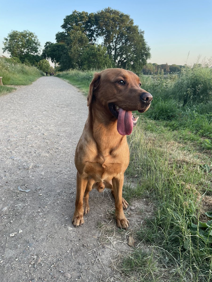 MissWorbey's tweet photo. Got my steps in for the UMPS around the world challenge @MissMeylerPE  @UptonPEandSport …. Spot the swimming dog 🐶 https://t.co/0MvnokccDN