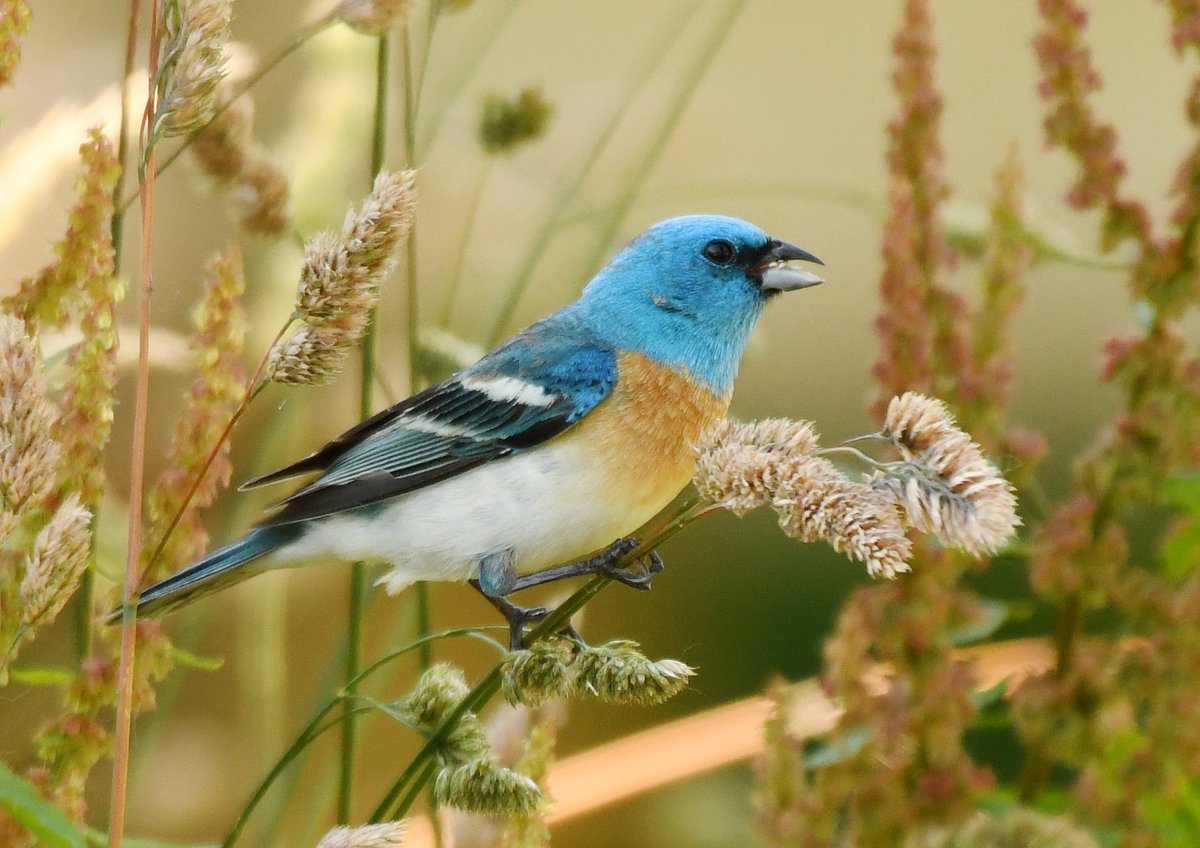 FraserValleyRD's tweet photo. One of our Parks Staff spotted this Lazuli Bunting at #Island22 in #Chilliwack. You can find these birds in any semi-open habitat and along the edges of fields. They usually return from migration in mid-May and stick around until late August. #FVRDParks https://t.co/tLO0vSoJQz