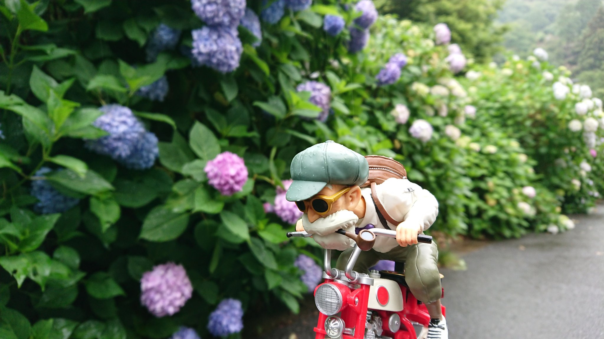 تويتر Kp61 على تويتر 梅雨 梅雨空 梅雨の楽しみ 紫陽花 あじさい 紫陽花好き あじさい好き 紫陽花見頃 あじさい見頃 紫陽花寺 あじさい寺 晴れの国岡山 地元岡山県 岡山県 備前市 大滝山西法院 大滝山 西法院 岡山観光