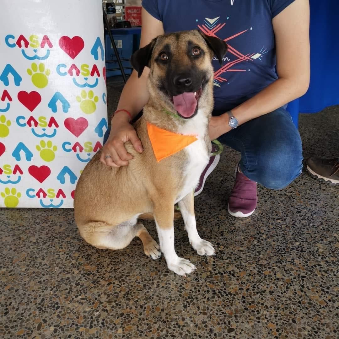 vamosaCASA's tweet photo. ¡Zully en adopción! ❤

La bella Zully está lista para encontrar a su familia ideal.

Ella tiene 1 año, tamaño mediano-grande. Convive perfecto con personas, niños y otros🐶. 

Le encanta jugar y pasear. Se porta muy bien.                       
🚨Informes en Facebook de CASA https://t.co/RfsSnaOcpd