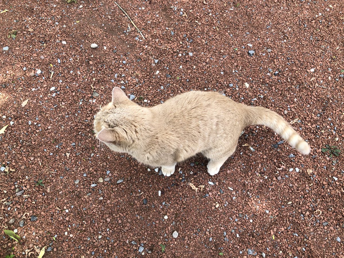 A very friendly #cat I met at a herb garden over the weekend! So friendly that it even flopped over for belly rubs! 🥰