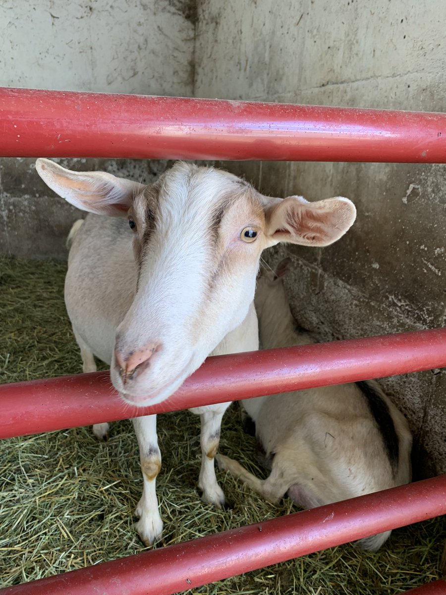 MrsONeil_MCHS's tweet photo. Day seven of #SummerSession1 We went to Patyk Farm to buy some eggs and bacon for breakfast. We learned where our food comes from, met some baby animals, and got to feed them. #GrowingForward #WarriorPride156 #Summer2021 🧡🖤 https://t.co/Ut1trBC0Qp