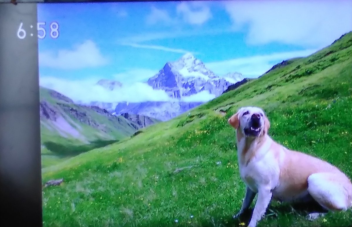 わたし犬いぬ Twitter Search Twitter