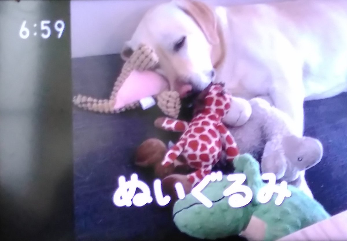 わたし犬いぬ Twitter Search Twitter