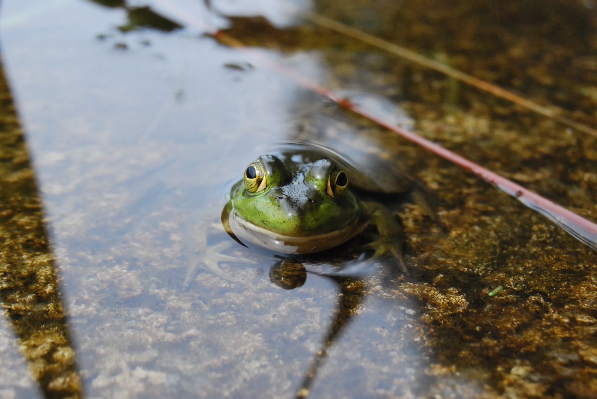 KenzEcologist's tweet photo. I’ve fallen in love with #wildlifephotography over the last year so here are just a few of my favorite photos of my girl Mother Natch for #nationalnaturephotography day :) https://t.co/0EPljWSm7T