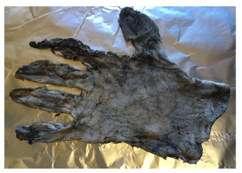 A cloth glove contaminated with cesium-137 worn by temporary workers trying to clean up radioactive waste in Northern Japan. As Marco says 'It clicks my radiation counter at an impressive 332 disintegrations per second, way too fast for me to hear.'- Unfriending the Atom