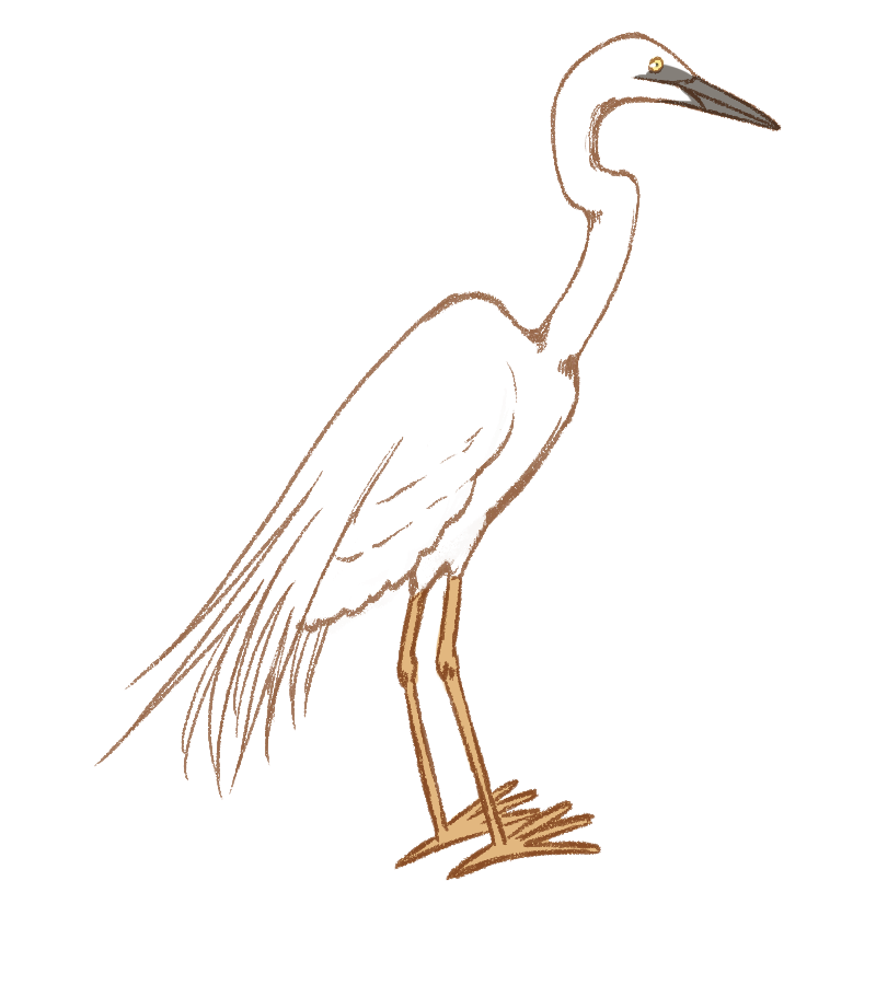 桜こより على تويتر ダイサギ さんです 肉食の鳥さんです 魚や昆虫 哺乳類なども食べてしまうそうです 日本では冬鳥さんのオオダイサギ 夏鳥のチュウダイサギが居るそうですよ 鳥のイラスト図鑑