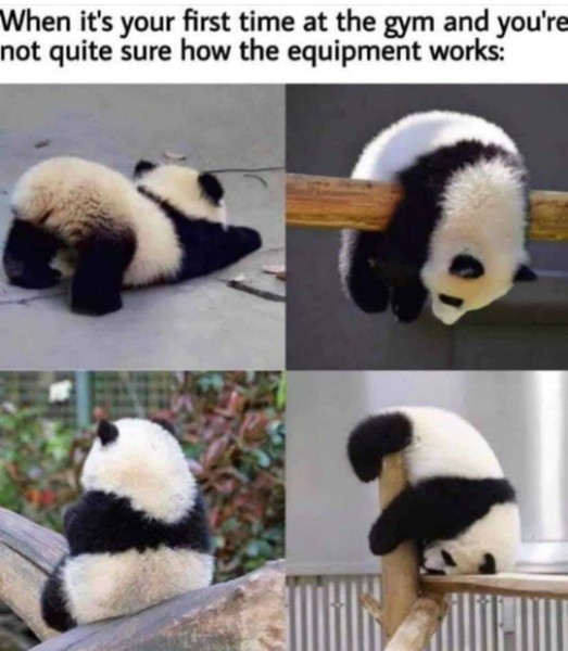 O' the panda-monium