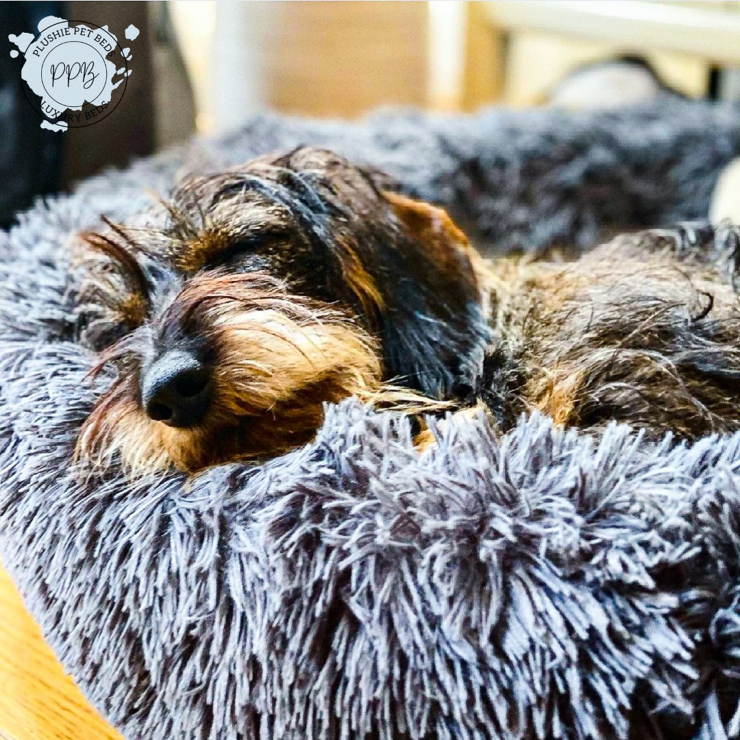 PlushiePetBeds's tweet image. Have you heard the exciting news? Check out our latest FB post for details here - bit.ly/3wtrkef
#petbedsuk #dogsuk #catsuk #plushiepetbeds