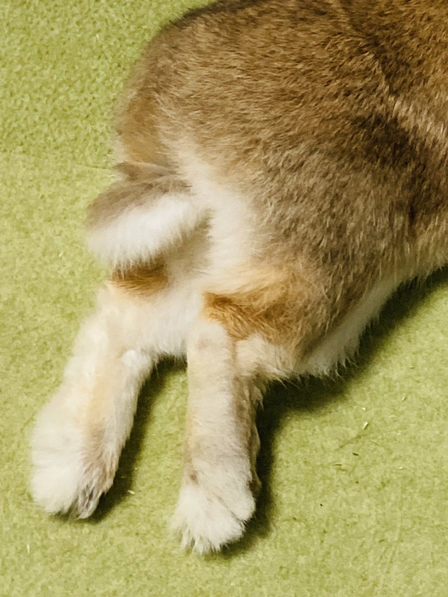 ソアホック