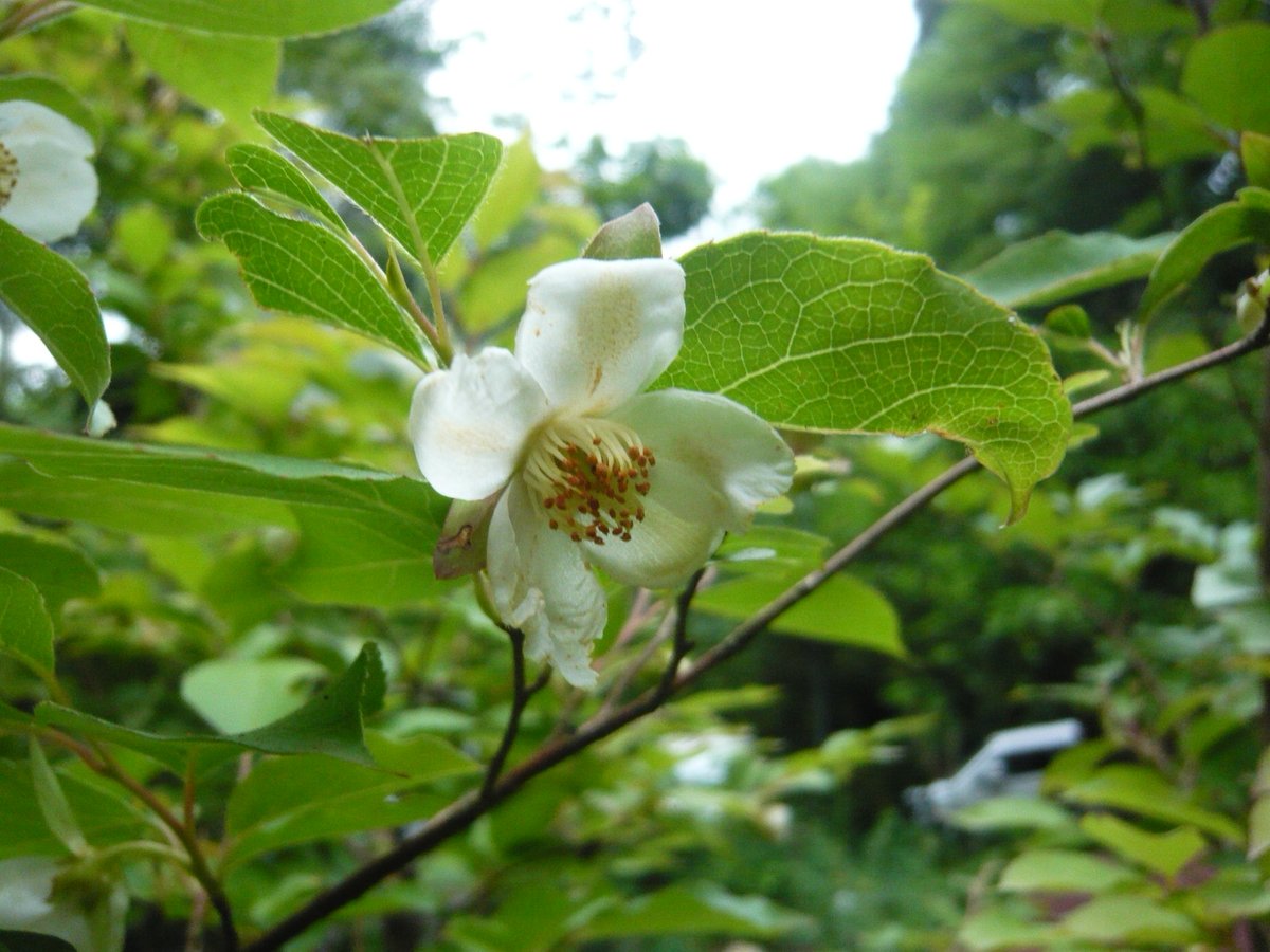 延寿寺 على تويتر ヒメシャラ 姫沙羅 の花も咲いています ナツツバキ 夏椿 小さな花で５弁の花を咲かせます 葉もナツツバキより小さく 葉や枝には絹のような白い毛があります 毛のあることがナツツバキとの違いでしょうか