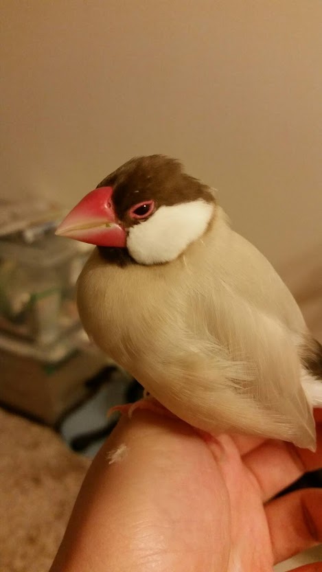 シナモン文鳥 - Twitter Search / Twitter シナモン文鳥 - Twitter Search / Twitter