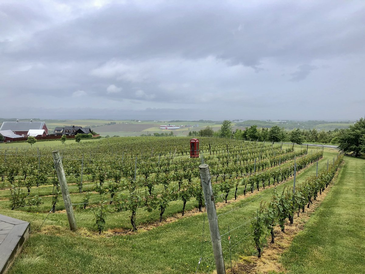 erika_proctor's tweet photo. Don’t we live in the most beautiful place! #NovaScotia #valley #wokfville #lucketts #warmrain #spring #winery #vineyard https://t.co/PuNdQ335Ub