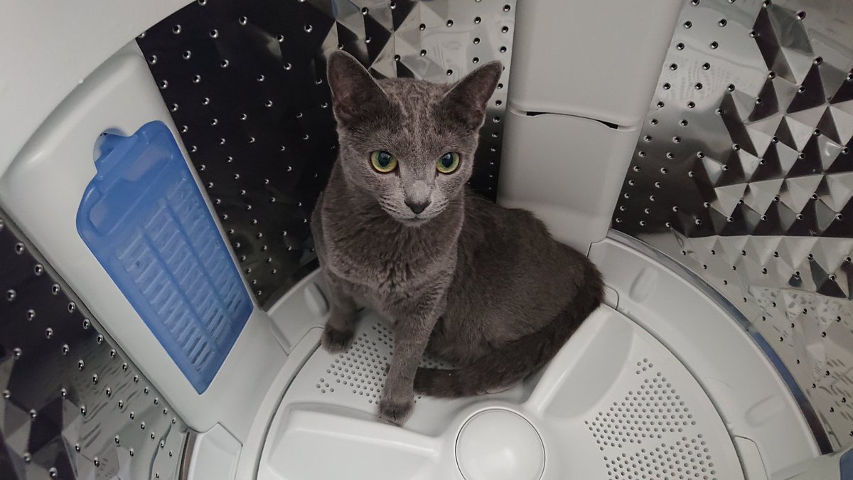 robita's tweet photo. その場所は涼しいんですかね🐱 https://t.co/7MuHUJb17M