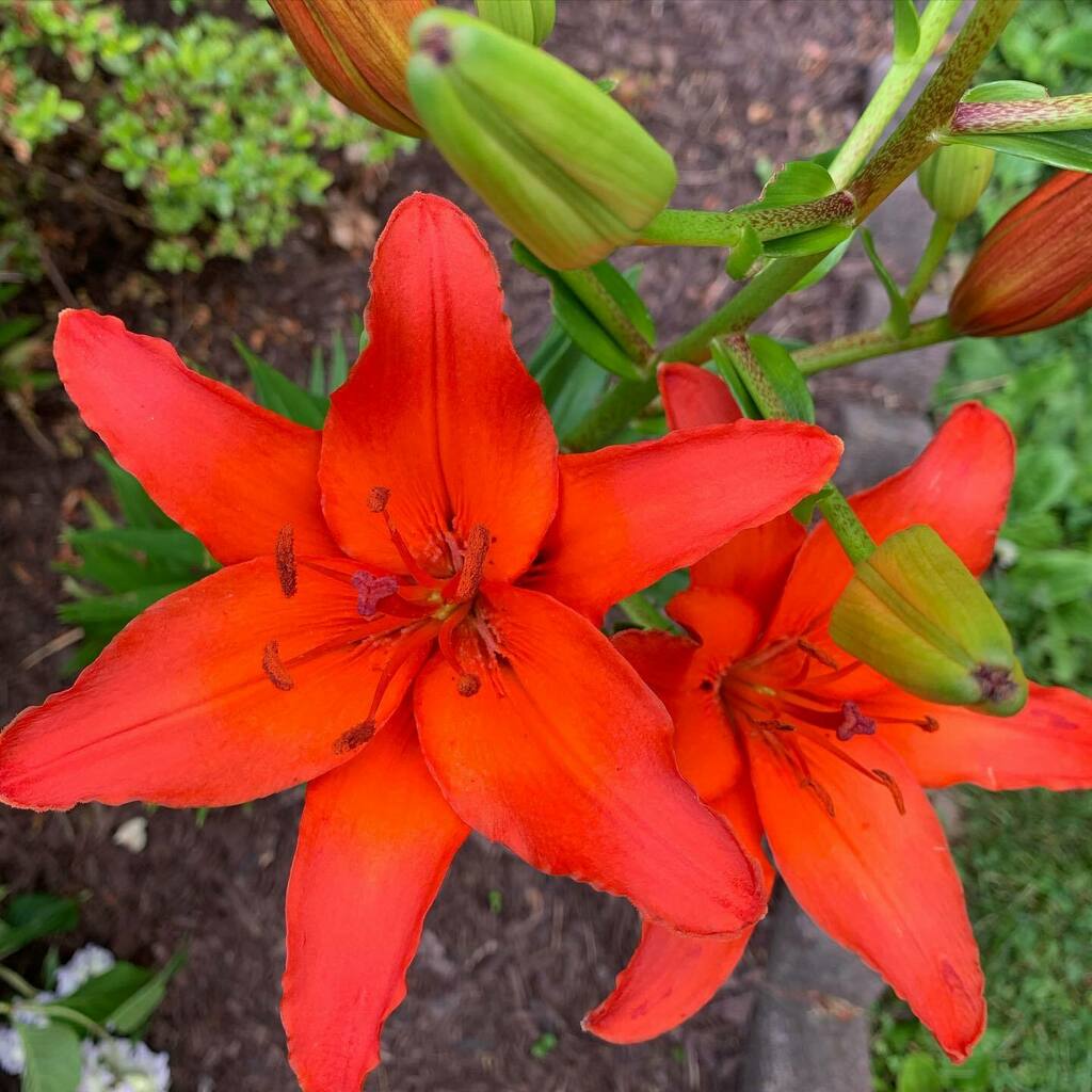 collzies's tweet photo. No filter gardening https://t.co/u09kQKkQs1 https://t.co/4BdiIpjisM