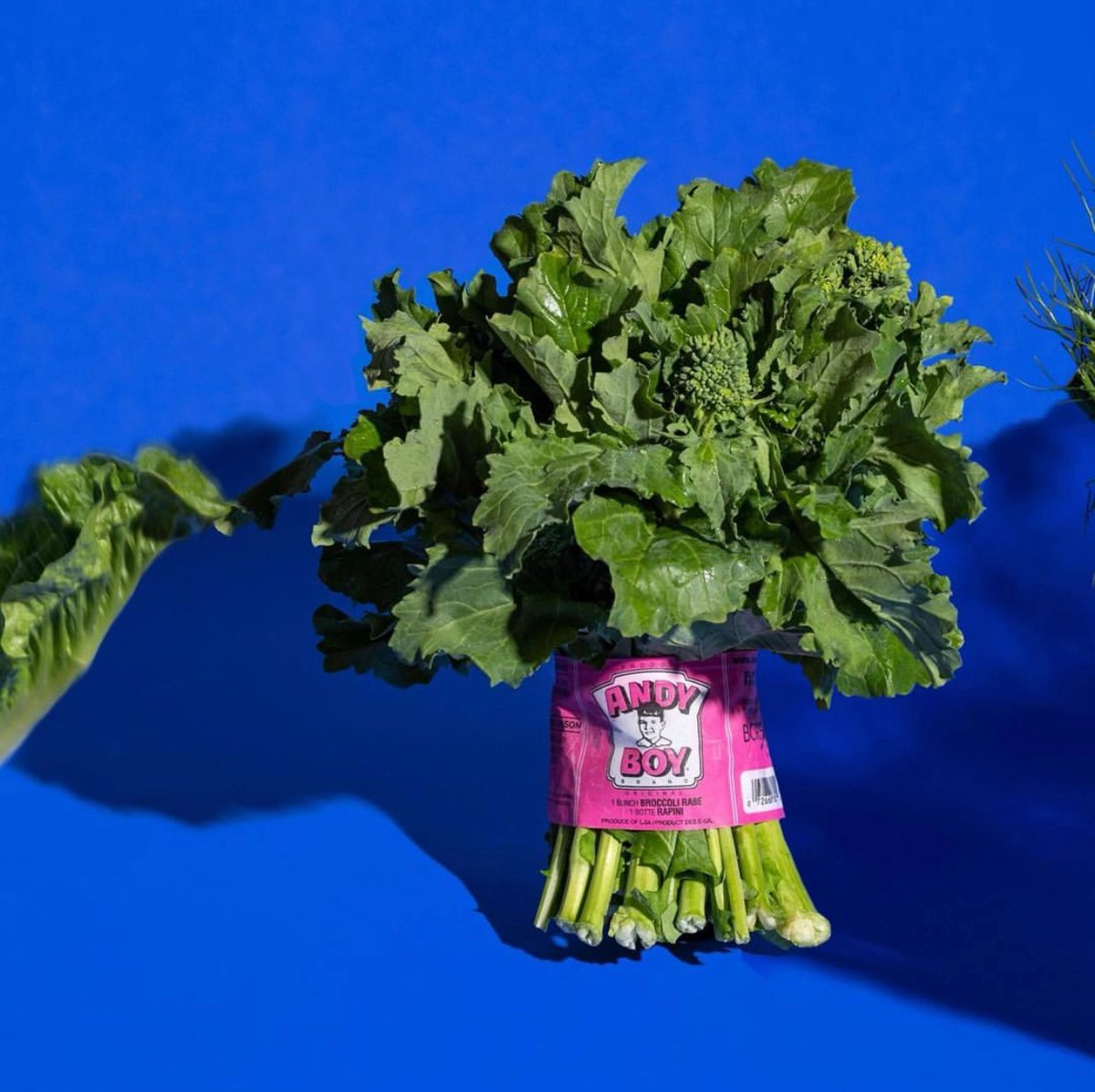 AndyBoyInc's tweet photo. Nothing better than quality, year-round #AndyBoy produce.π₯¦π #broccolirabe #sweetbabybroccoliβ
β
πΈ: @burnac_produce_ltdβ
β
#themoreyouknow #AndyBoy #DArrigoCA #broccoli #eatyourveggies https://t.co/YYg3TUhnfe