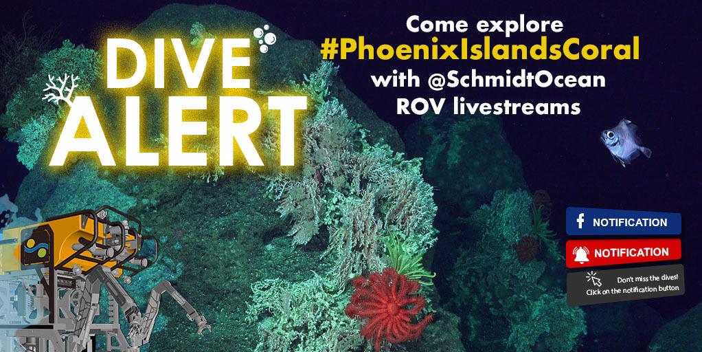 Dive 422 of #PhoenixIslandsCorals is starting now! SuBastian is diving on the Northeastern ridge of Howland Island in the Pacific Remote Islands National Marine Monument. youtu.be/DVVu9ubHVOg