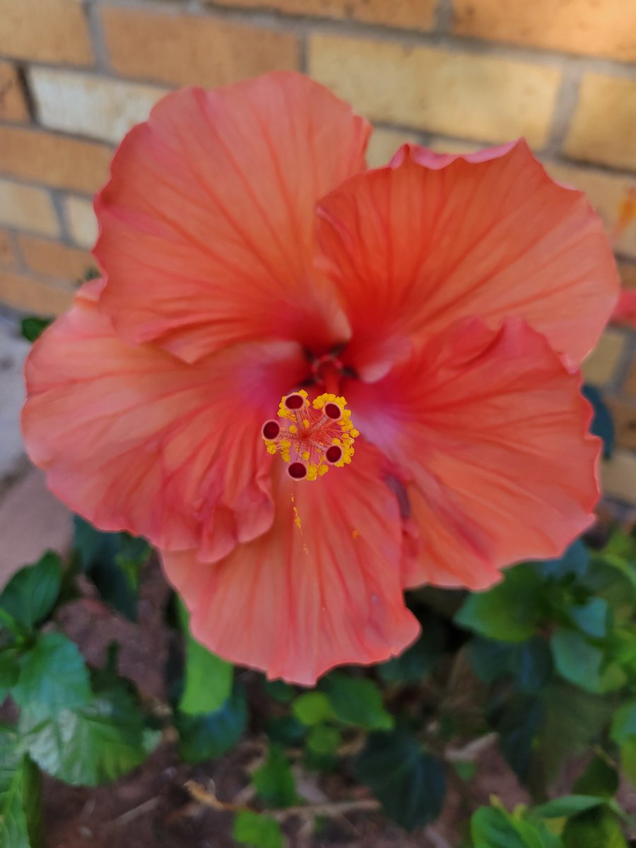 KellyRHesler's tweet image. My 2nd Hibiscus has blooms on it now! 
#plants #PlantsOfTwitter #plantwhores