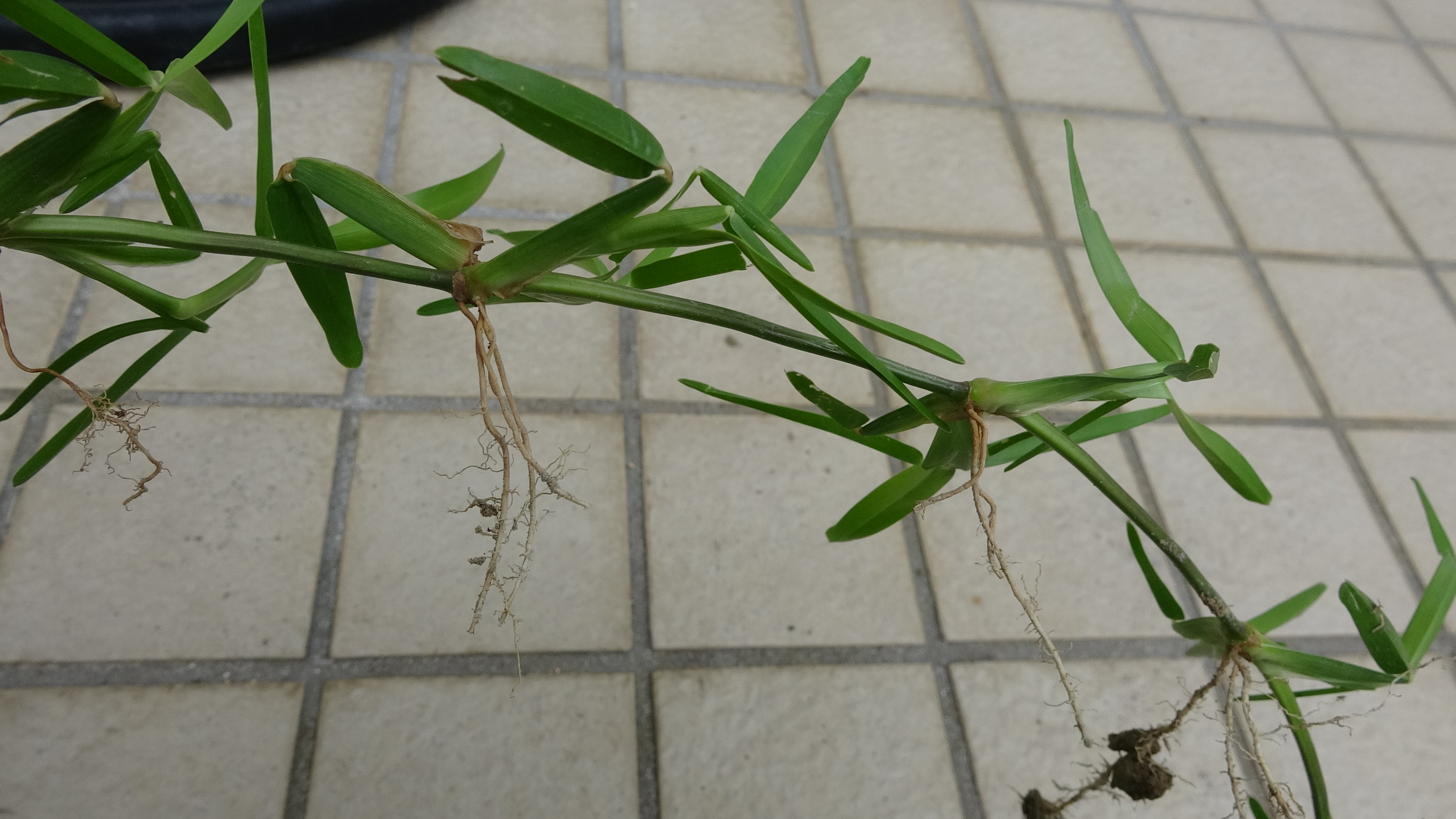 東京40まいる 芝草学会で学んだので 早速セントオーガスチングラスの挿し木実験をはじめました いままで捨てていたのがもったいない 今週末あたり動画にします 芝 芝生 セントオーガスチングラス T Co Ocjq0vccgh Twitter