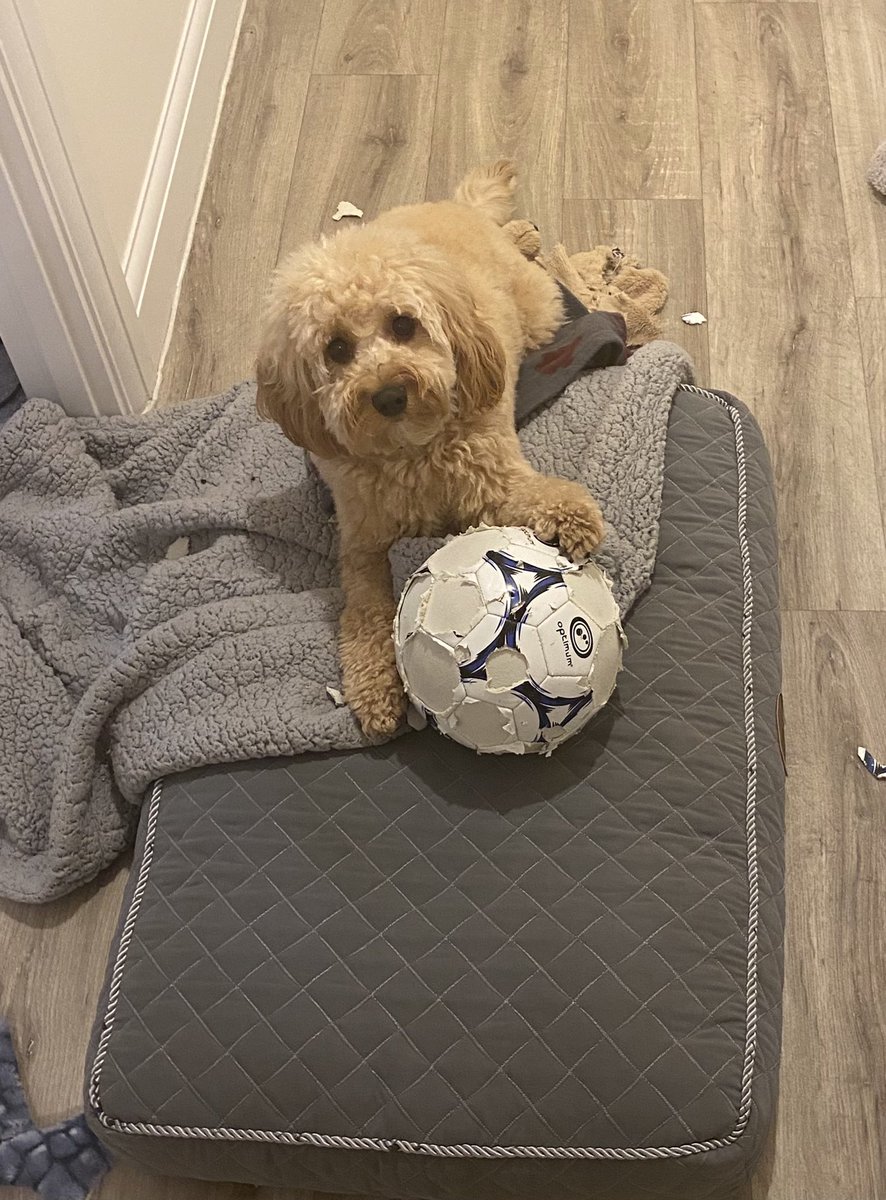 Take a quick break from streaming and I find this… #dogswillbedogs