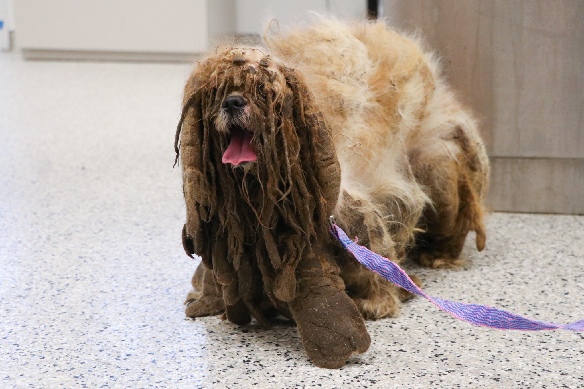 KC Pet Project on Twitter "Severely matted dog gets the help he needs