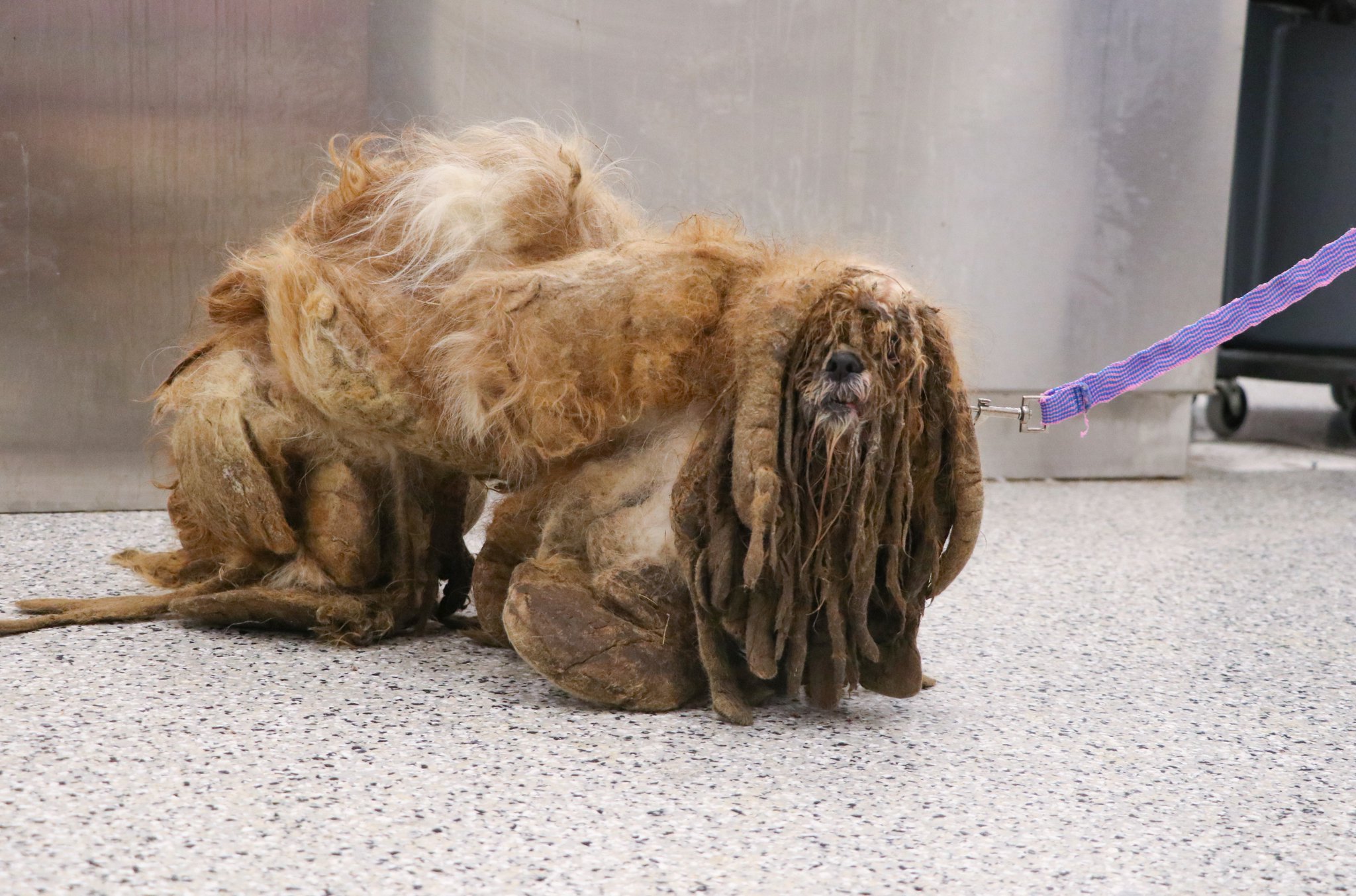 KC Pet Project on Twitter "Severely matted dog gets the help he needs