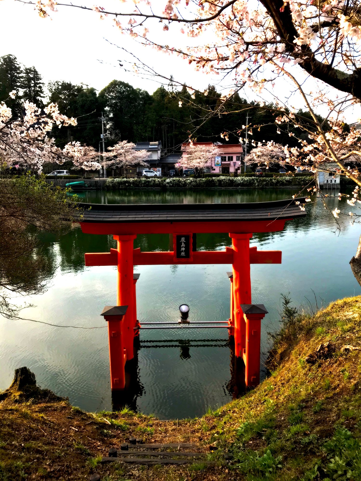 Shogo Miyauchi 厳島神社分院 広島県庄原市の上野公園内にある厳島神社の鳥居 福山市に来た当初に桜の名所はないかなぁと検索 日本さくら名所100選に選ばれた事があるとのことで 行った場所です 厳島神社 鳥居 庄原市 福山市 キリトリセカイ