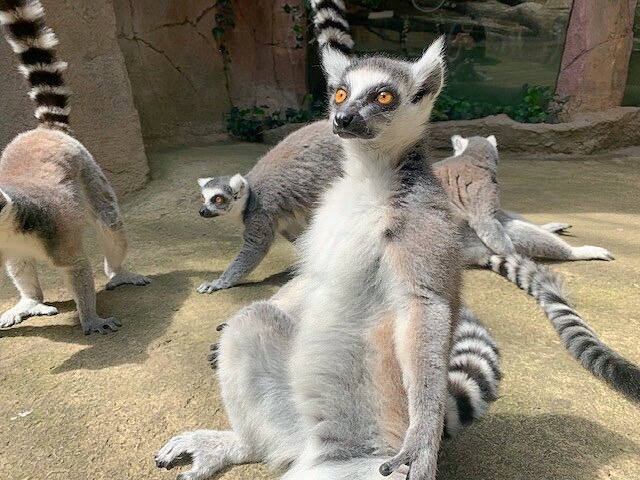 ট ইট র 那須どうぶつ王国 本日は 休国日です 王国公式ブログを更新しました 今回は しましまのしっぽが特徴な ワオキツネザル についてです 明日もブログ更新するのでお楽しみに 那須どうぶつ王国 Nasuanimalkingdom