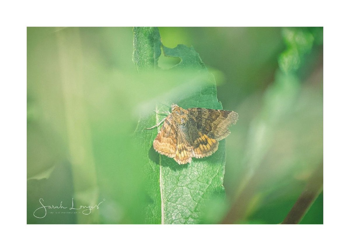 MiradorDesign's tweet photo. All things #winged and #wonderful from #HeatherFarm for yesterday’s #30DaysWild 🦋 common blue #butterfly, female broad bodied chaser #dragonfly, small #tortoiseshell butterfly, & a burnet companion #moth 😁 #nature #wildlife #insects #odonata #lepidoptera https://t.co/eL1lq3IBCE