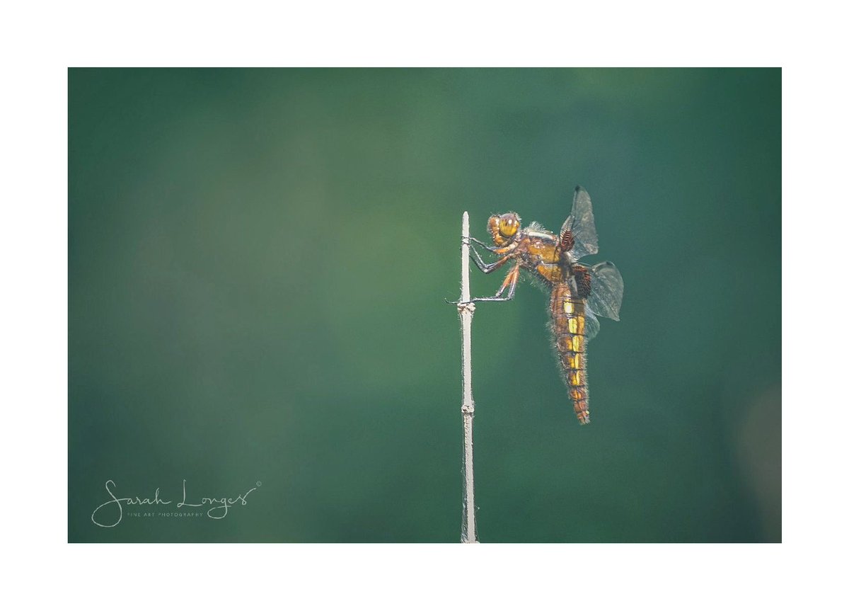 MiradorDesign's tweet photo. All things #winged and #wonderful from #HeatherFarm for yesterday’s #30DaysWild 🦋 common blue #butterfly, female broad bodied chaser #dragonfly, small #tortoiseshell butterfly, & a burnet companion #moth 😁 #nature #wildlife #insects #odonata #lepidoptera https://t.co/eL1lq3IBCE