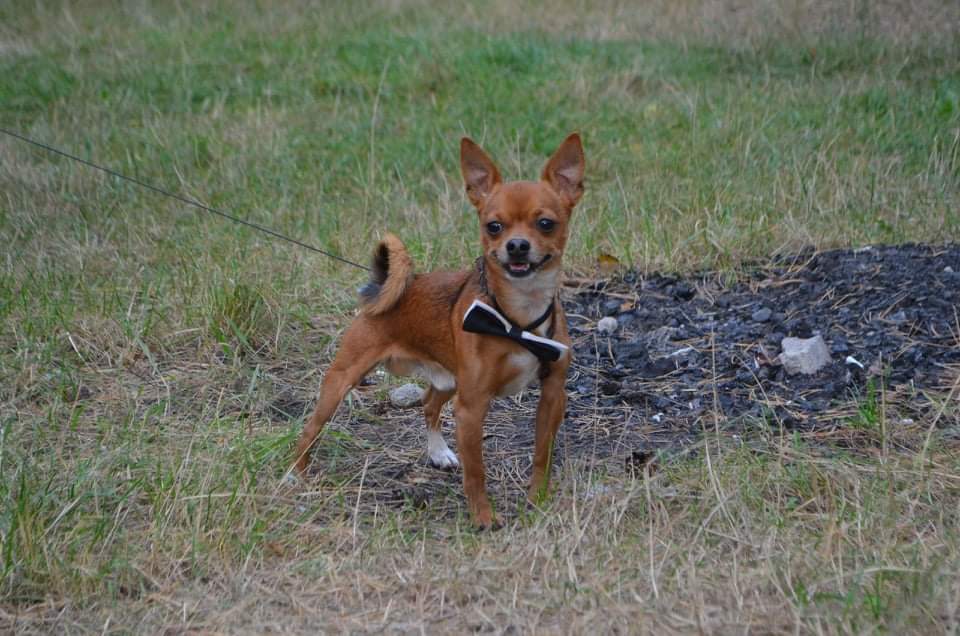 ReDa1992RX's tweet photo. 😊🌅🐕💗 https://t.co/JBEq0hj3Ej