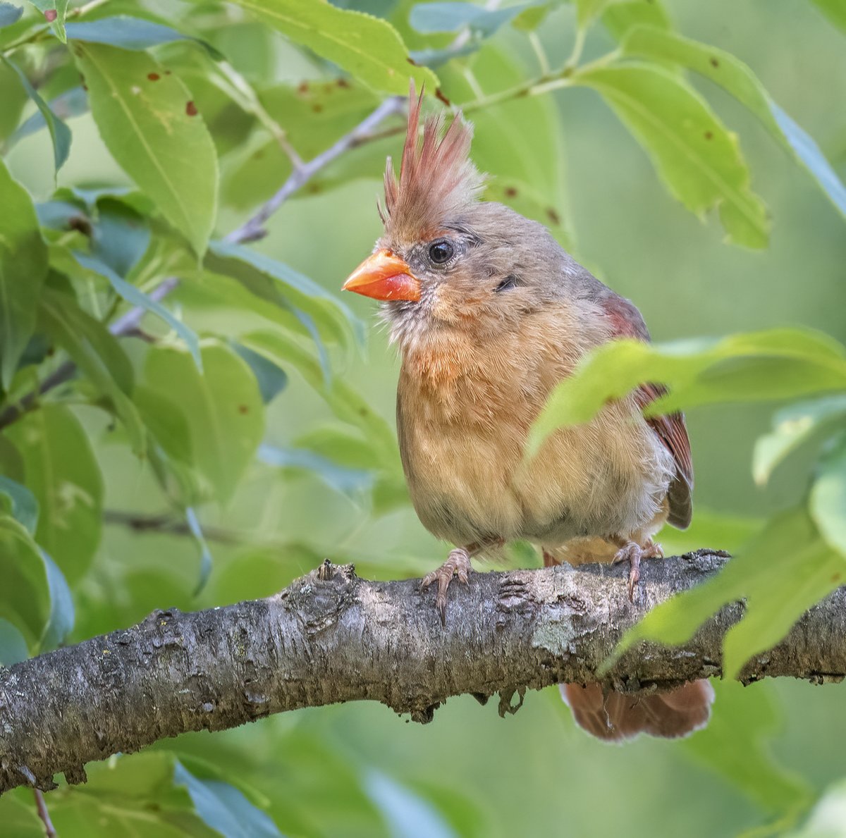 JocAPhotography's tweet photo. A female Northern Cardinal. I noticed her by her especially bright beak, and then she flared up that impressive crest! https://t.co/SODJUqR5Ww