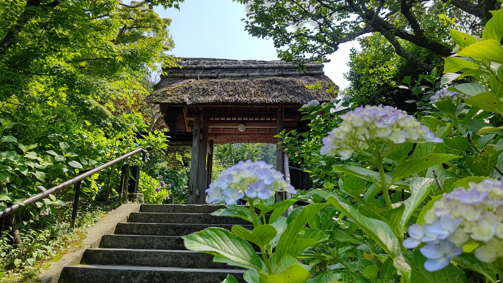 柳田核之芯 おはようございます やっとオフの日の朝 初夏の北鎌倉散歩 東慶寺 佳き一日を 北鎌倉 東慶寺 紫陽花 T Co Peavaci0tg Twitter