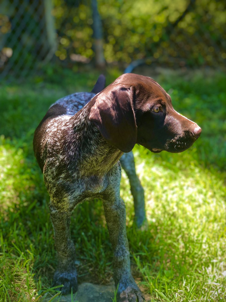 WallySchmidt20's tweet photo. Yup, he turns heads 😍. #gsp #birddog https://t.co/tP1PyDtd6J