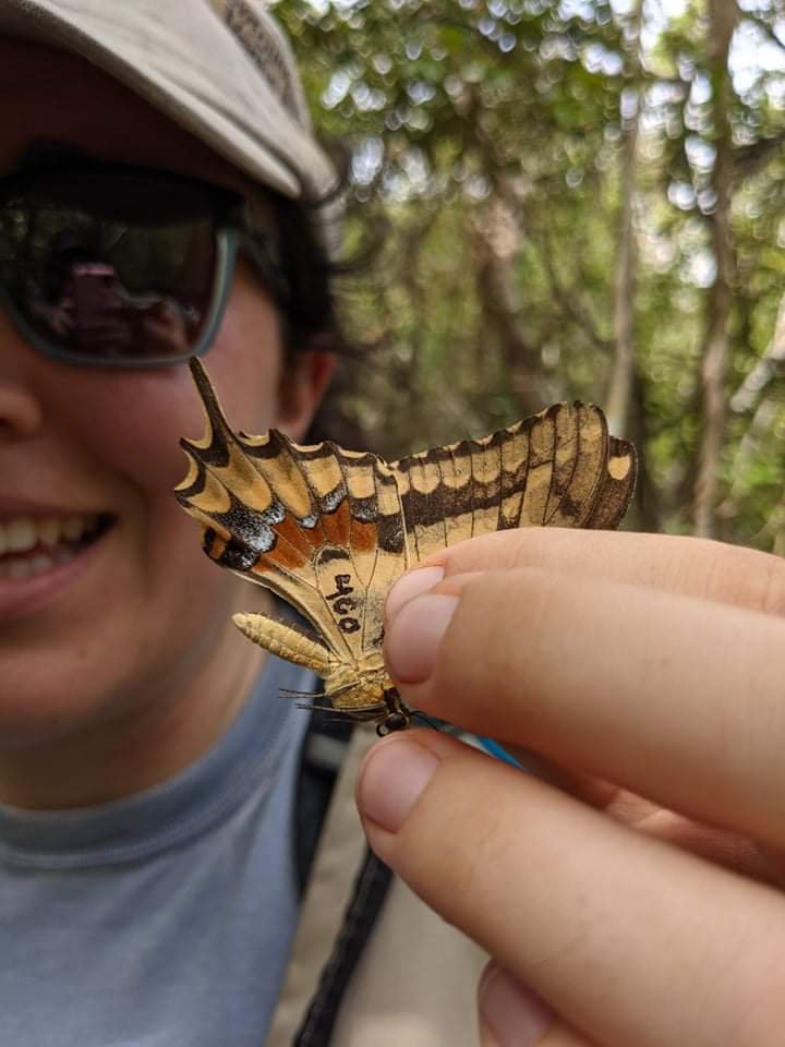 Today we captured (and released unharmed) the 400th Schaus' swallowtail of the 2021 flight season! Only 4 individuals were seen in 2012 during similar surveys, so this is truly wonderful.  #EndangeredSpecies #fieldwork #InsectConservation
📸@geenacolina