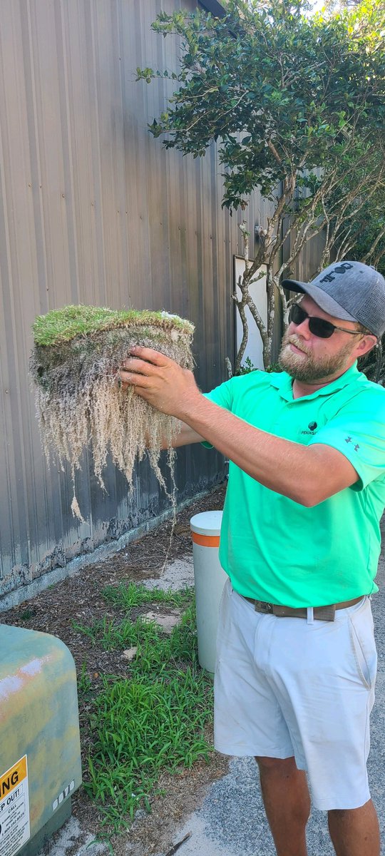 I’ve been growing this TifEagle plug in a 3 gallon bucket for at least 1 1/2 years. I finally got curious to see how the roots look and I was not disappointed. All it wants to do is grow. <a href="/jamey_davis0/">Jamey Davis, CGCS</a> <a href="/superjoewde/">Joseph Martin</a> <a href="/tripleaa14/">Ashley Averitt</a>