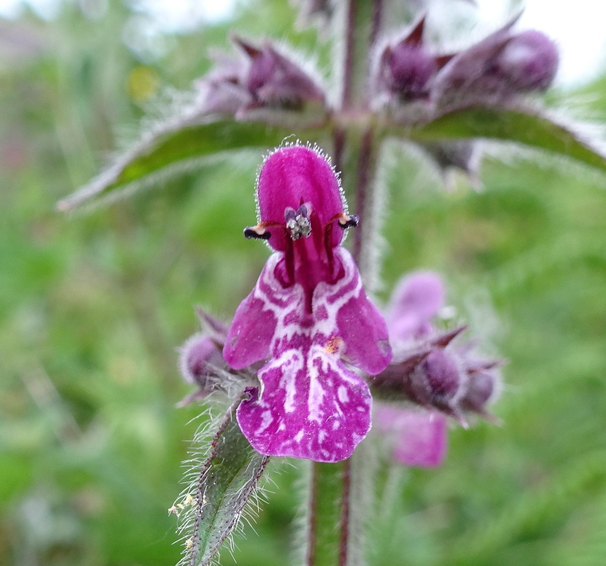 Tufters1's tweet image. Hedge Woundwort flowers have #ethnicpatterns 💜🌸#Wildflowers #hedgewoundwort #wildflowerhour