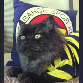 starhope34's tweet photo. @tugbarmagan 🐱 https://t.co/tuWIS7c0yu