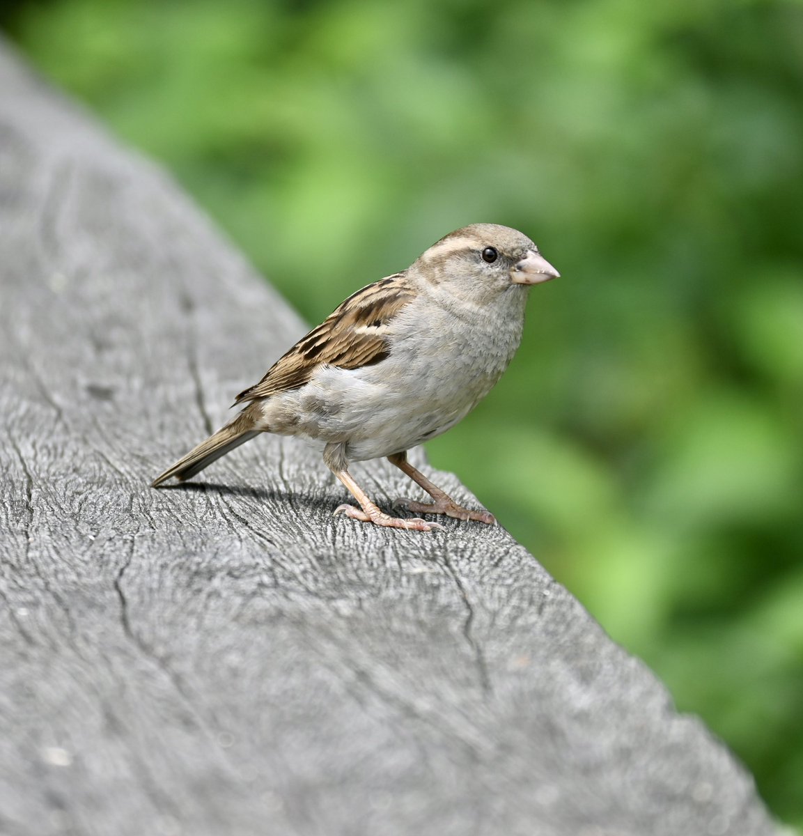 lorifaithnyc's tweet image. It sure seemed this gorgeous sparrow knew I was taking its picture:) #birdcpp #TurtlePond #cpk #birdphotography #nyc
