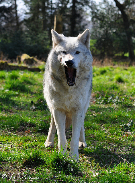 HourlyWolves presents: