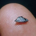 クロカジキの赤ちゃん、こんなに小さいのに4メートルもの大きさに!