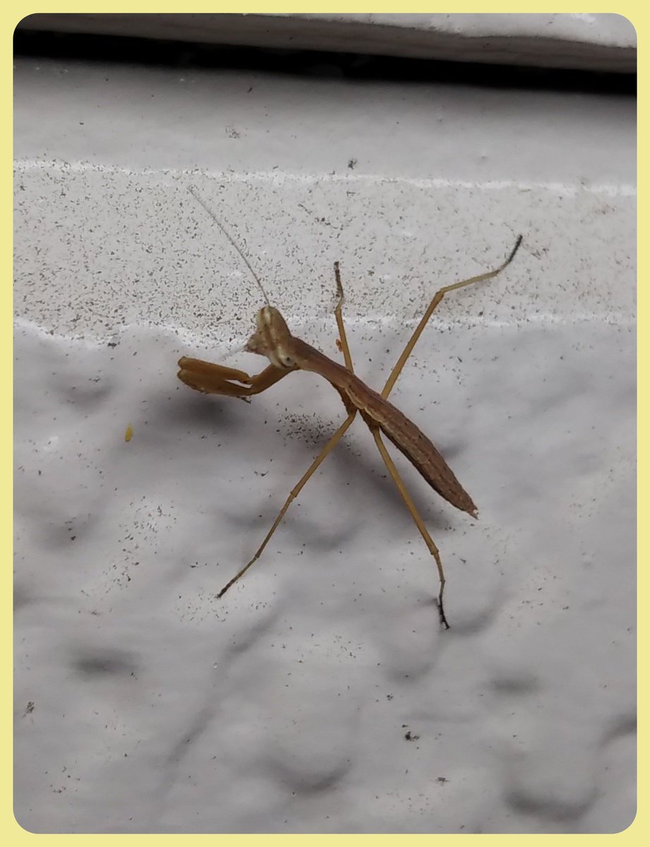 Sara_thiko's tweet photo. 毎年ちっこいカマキリがドアの外周りに沢山ㄟ(･∀･)ㄏ
たまに一緒に仕事に行く子もいたり(笑)👜鞄にくっ付いてるのを気付かなくて(笑)
先程スマホを向けたらカメラ目線頂きましたꉂꉂ(ˊᗜˋ*)ʬʬ https://t.co/XV0gxHUZss