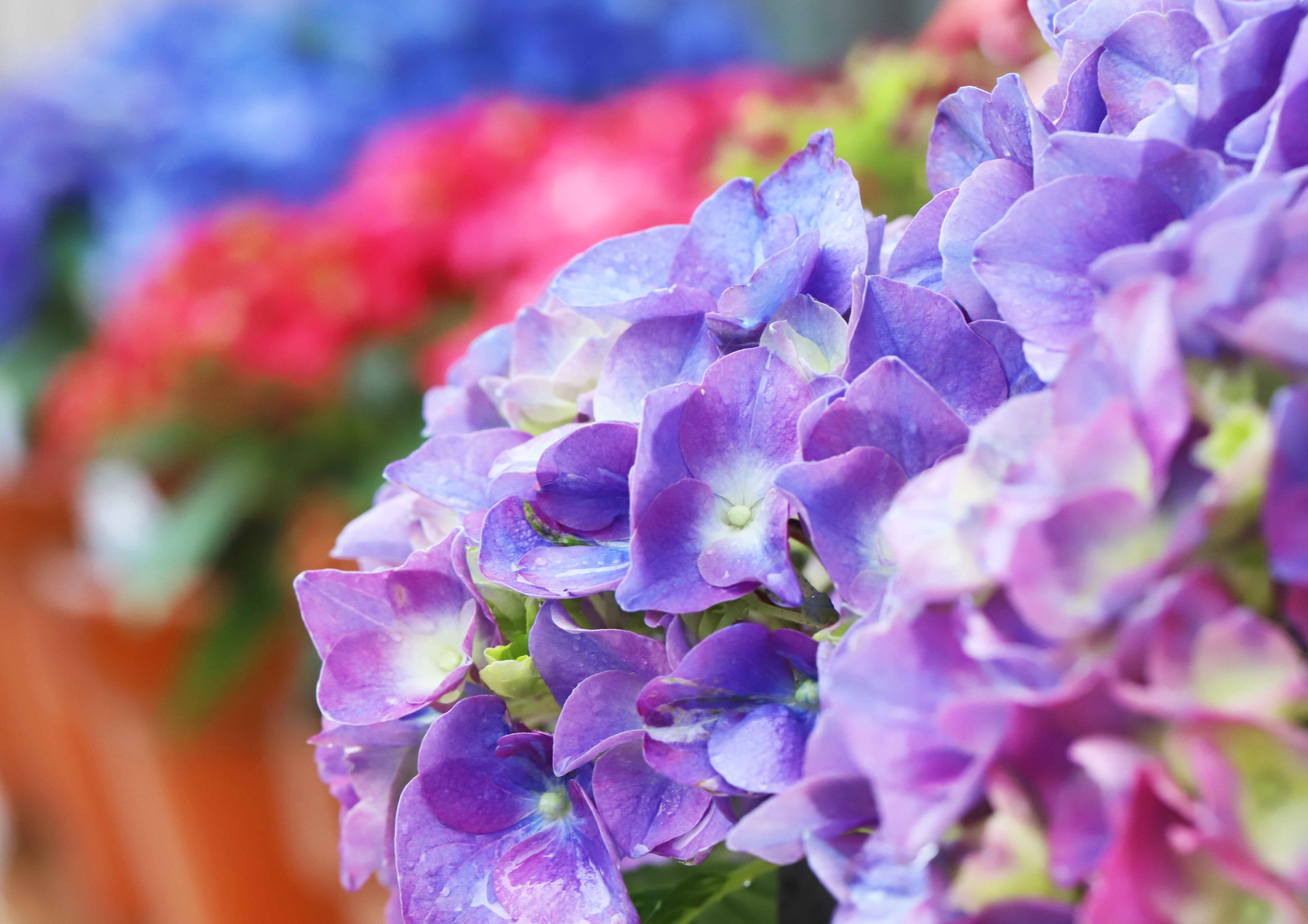 片柳弘史 雨の中に咲く紫陽花たち 紫陽花は英語でhydrangea 水の器 の意味 と言いますが 確かに 雨をしっかり受け止め たっぷり花びらに貯めています T Co Vt2v8iqwsp Twitter