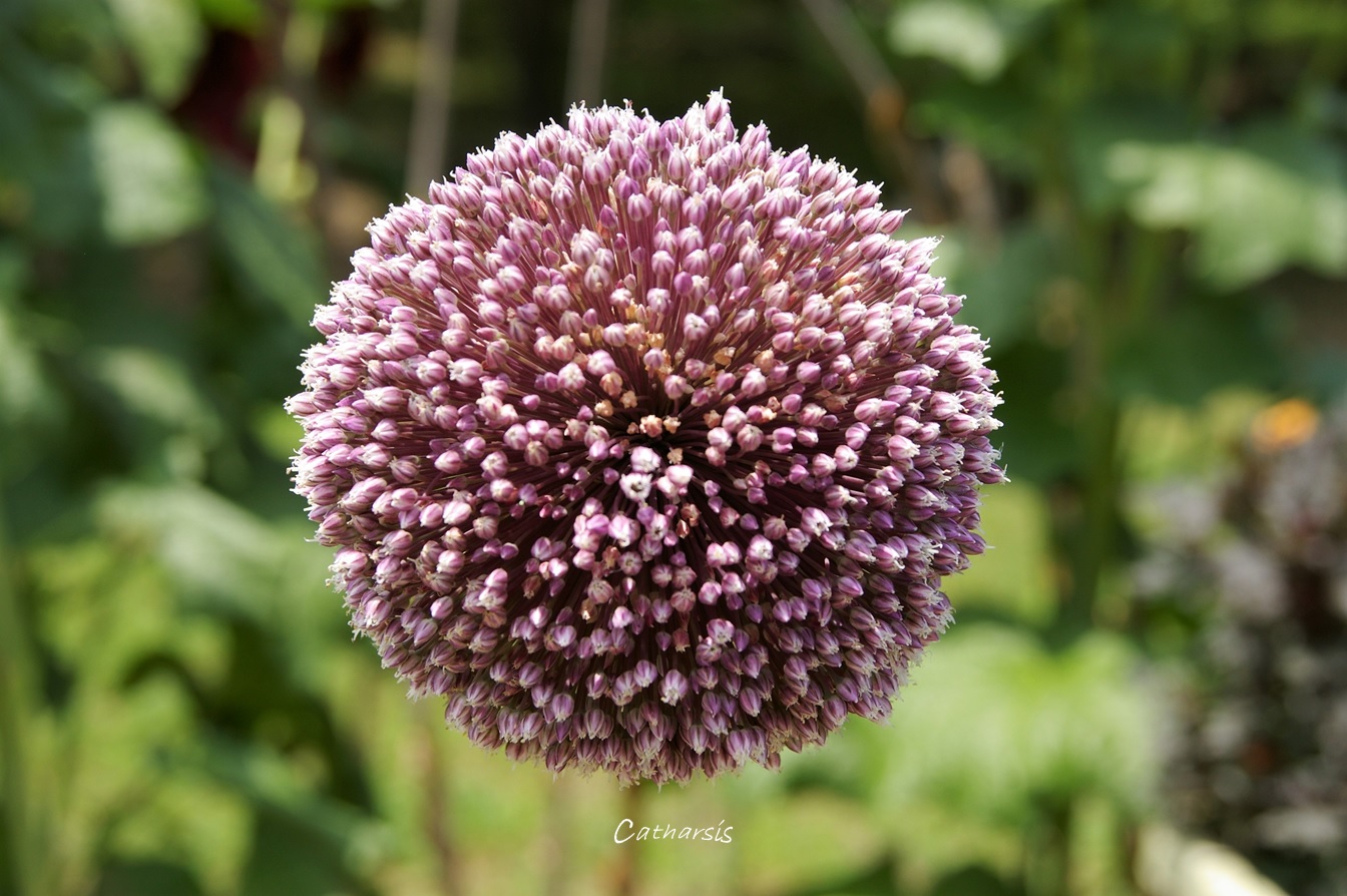 ニンニクの花 Twitter Search Twitter