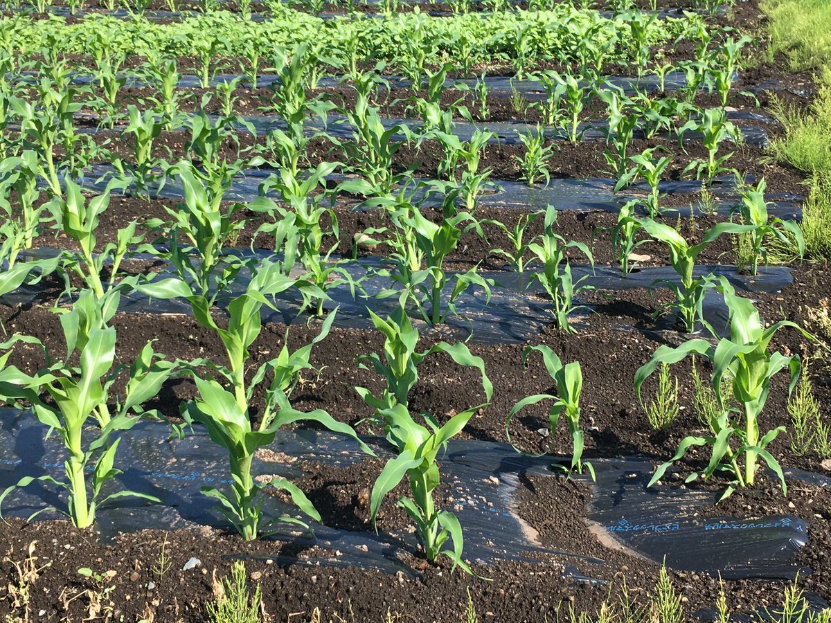 雪ねこ Katashina Life Twitter