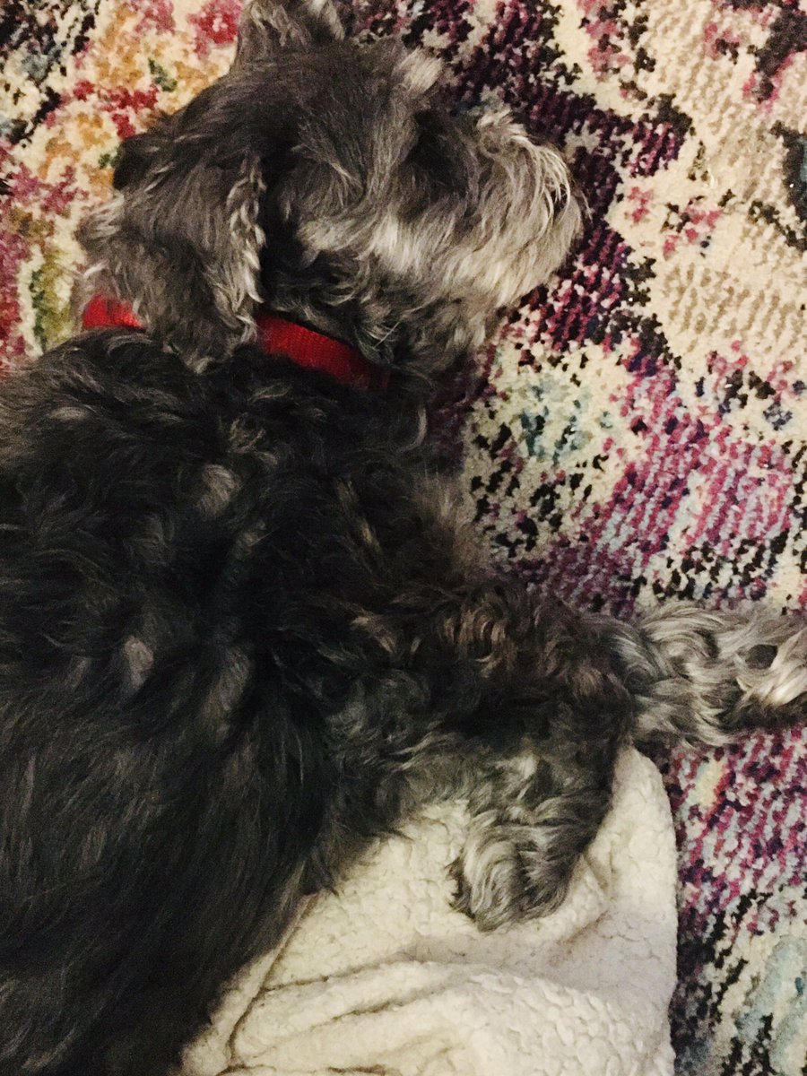 OnlyJutes's tweet photo. When heโs caused all the trouble he can think of now heโs tuckered clean out! ๐๐โค๏ธ๐ถ #JakeyTime https://t.co/80Y4MSUyEL