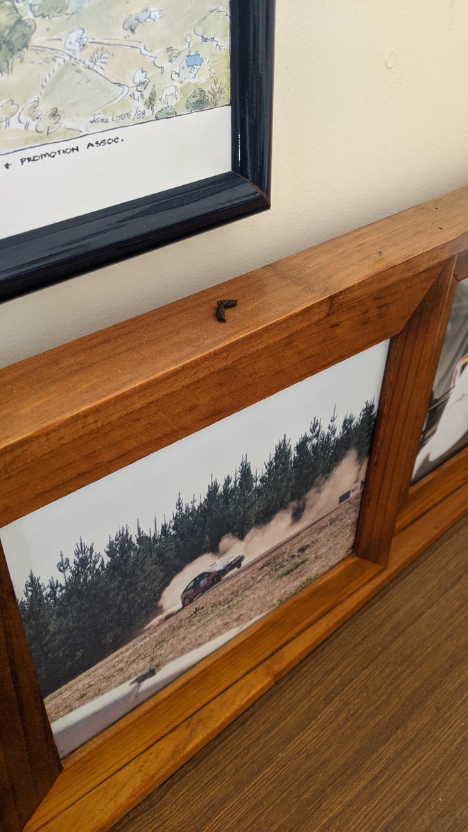 GibboBG's tweet image. I'm happy to live with the #Antechinus  (Marsupial Mouse) but the little bugger shits in the most inappropriate places like on the arm of the sofa or the kitchen benchtops but it's found a new spot. #Narrawa #NativeSpecies
#ILikeTheOldMiceBetterThanTheNewMice