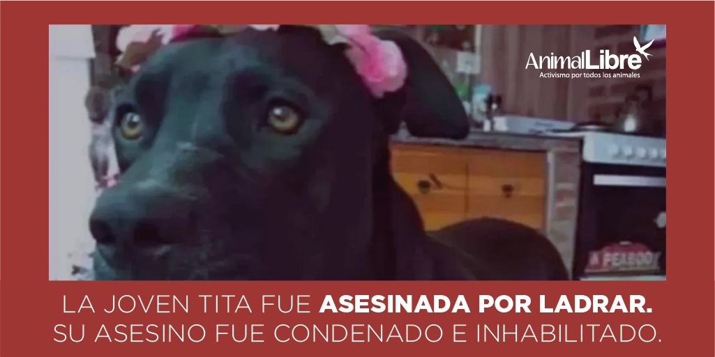 🐾Fallos que siguen abriendo camino contra el #especismo.
🐕La condena no es dura ni devolverá la vida a Tita, pero sienta un precedente en la consideración jurídica de los demás animales como #PersonasNoHumanas, #SujetosDeDerecho.
👉 bit.ly/2TzIyrA